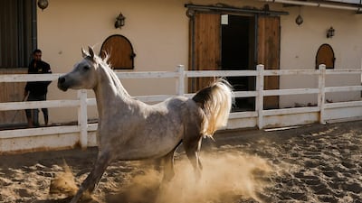 An Arabian horse runs in the training yard.
