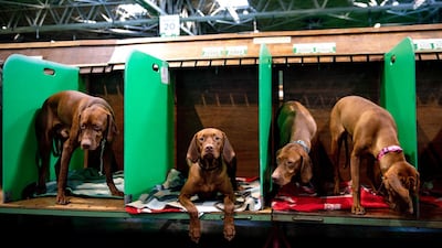 Hungarian Vizslas pose for a photo, at the Birmingham National Exhibition Centre (NEC) for the second day of the Crufts Dog Show, in Birmingham, England. AP