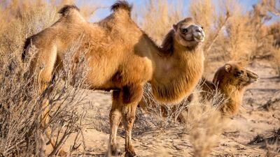 Episode 3, Weather: a mother wild Bactrian camel with her young in the Gobi Desert in Mongolia. Photo: Ed Charles / Silverback Films 2019