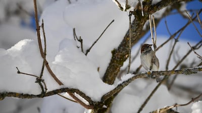 A bird sits in a snow-clad tree in Gerold. EPA
