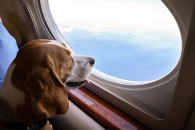 Travellers can fly with their pets to Italy and Switzerland. Photo: K9 Jets