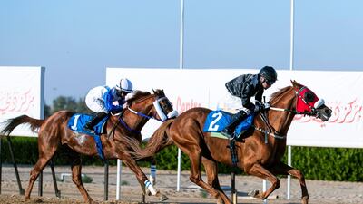 Tadhg O’Shea on AF Alwajel won the Crown Prince of Sharjah race for Purebred Arabians at the Sheikh Ahmed Bin Rashid Al Maktoum Cup. Reem Mohammed / The National