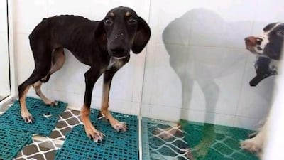 A Mudhol hound caged at a shop behind Bawadi mall in Al Ain looks unhealthy and uneasy.