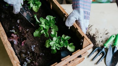 Dubai Municipality is building gardens for 15 senior citixens as part of an ongoing initiative to improve mental and physical wellbeing.