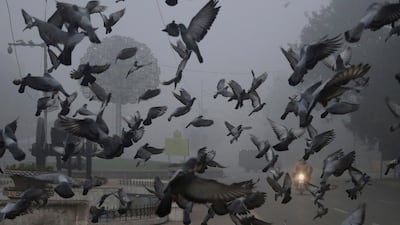 Pigeons fly close to a motorcyclist driving with the help of his headlight through smog in Lahore, Pakistan. K.M. Chaudary / AP Photo