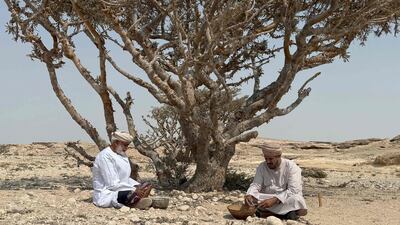 Harvesters rest by a Boswellia tree after collecting frankincense in Oman's Dawkah valley, part of the Unesco-listed Land of Frankincense. AFP