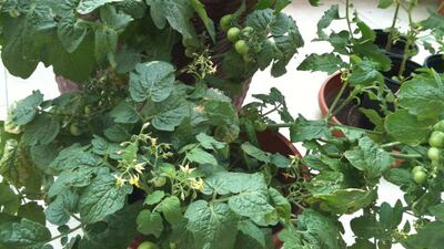 Tomato plants. Courtesy Shumaila Ahmed