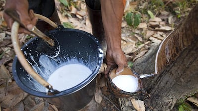 Rubber sap is collected during the early hours of the morning when the temperature is usually lowest, forcing Thai farmers to work through the night until after sunrise as they complete the harvesting process. Paula Bronstein / Getty Images