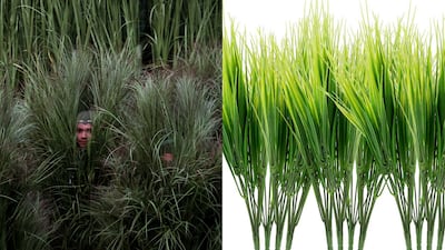 Artificial greenery recreates the human sugarcane backdrop from Bad Bunny’s Super Bowl halftime show. Photos: Getty Images; Trcdkkytc
