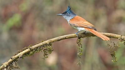 An Indian paradise flycatcher - stock photo