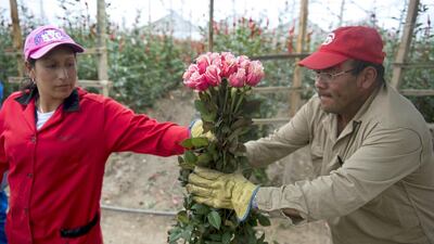 Workers prepare roses for export at a farm in Nemocon, Cundinamarca department, Colombia. The Valentine’s season represents 12% of the annual sales for Colombian flower growers. Eitan Abramovich / AFP Photo