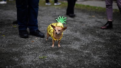 A dog dressed in a pineapple costume attends the Tompkins Square Halloween Dog Parade in Manhattan in New York City. AFP