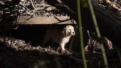 GoDaddy decided not to run its advert so as not to offend dog lovers after complaints from animal welfare organisations. The advert depicts a dog who is sold on a website made with GoDaddy. GoDaddy / AP Photo