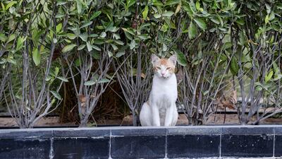 Buster, a stray cat that lives on the site of Al Bandar community, at Al Raha Beach. Khushnum Bhandari / The National