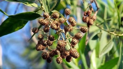 Damas is native to the area and can be used to clean contaminated soils, but its dropped seeds and flowers can be messy. Courtesy iStock
