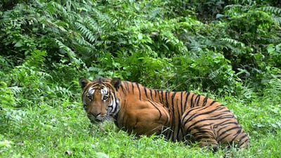 A Royal Bengal Tiger pauses in a jungle clearing in Kaziranga National Park, 280km east of Guwahati. India, has reported a 30 per cent jump in the animal's numbers in a rare piece of good news for conservationalists. AFP Photo