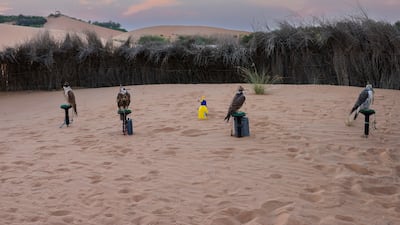 Different breeds of falcons catch different kinds of prey, from houbaras to desert hares
