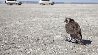 As the convoy moves on, a first-year female falcon feeds on a freshly-killed pigeon, shortly after she’s been released into the wild by falconers in Aktau, Kazakhstan. Silvia Razgova / The National