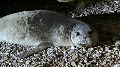 Mediterranean monk seals are among the most endangered marine mammals, according to environmental groups. Photo: Terre Liban