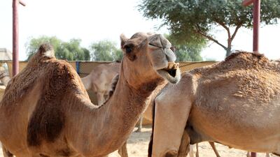 Ms Whileman left her art and studio management role to go full-time at the family-friendly attraction