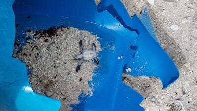 A dead baby turtle in a bit of plastic. Iain McGregor/STUFF