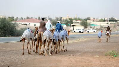 Camels are transported around the grounds of Al Marmoom Heritage Festival in Dubai. Chris Whiteoak / The National