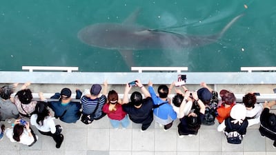 A 3.5-metre shark is trapped in an artificial waterway in the south-eastern port city of Busan, South Korea. AFP