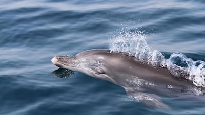 An interactive map allows people to log details of where and when they see dolphins in coastal water. The information allows the UAE Dolphin Project to investigate the dolphin population along the coastline. Courtesy The Dolphin Project