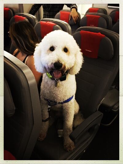 Dogs are the most favoured emotional support animals on a plane, with squirrels and peacocks less tolerated by fellow passengers. Courtesy flickr
