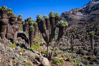 Giant Senecios (Senecio keniodendron) and Giant Lobelias (Lobelia telekii) on a rocky slope in the Great Barranco Valley, Mount Kilimanjaro, Tanzania, Africa. The sub-alpine environment on the mountain supports a unique array of megaherb plant species. Getty Images