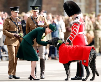 Catherine, Duchess of Cambridge presents Irish Wolfhound 'Domhnall', regimental mascot of the Irish Guards, with a sprig of shamrock during the St Patrick's Day Parade in Hounslow. Getty Images