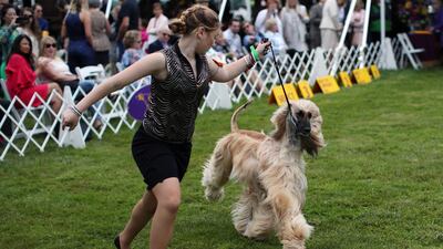 A handler presents an Afghan hound dog during judging. Reuters