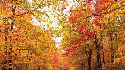 Fall foliage over a local road in Vermont. Getty Images/Blend Images