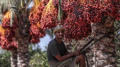 A Palestinian picks red dates from palm trees, in Deir al Balah town, the central Gaza Strip. EPA