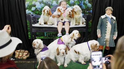 A pack of Clumber Spaniels at the Meet the Breeds event. Photo: Reuters