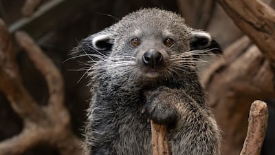 Fluffy the bearcat is the newest addition to The Green Planet. The Green Planet