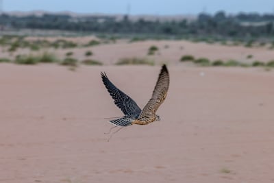 The UAE has designated hunting grounds in local nature reserves. Victor Besa / The National