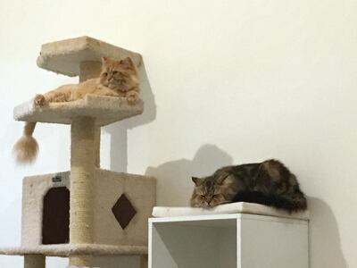 Evelyn Lau's cats Amy, left, and Georgie.