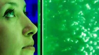 Scientists hope that algae and other microscopic organisms could one day be used to make biofuels.