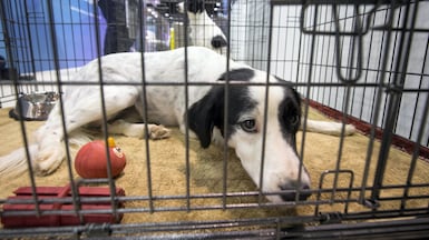 It is estimated there are more than 200 million stray dogs and about 500 million stray cats around the world. Leslie Pableo for The National