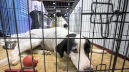 It is estimated there are more than 200 million stray dogs and about 500 million stray cats around the world. Leslie Pableo for The National