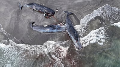 Dead whales on Heisaura beach in Tateyama, Chiba Prefecture, Japan. Reuters