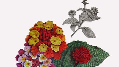 Lantana camara. Illustration by Kathleen Konicek-Moran