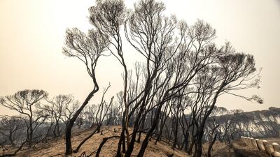Burnt trees are seen in Mallacoota, Australia. Getty Images
