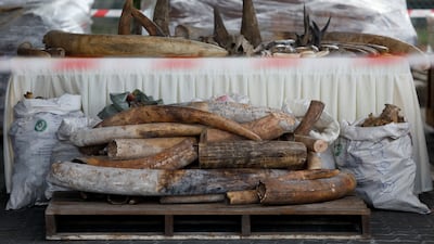 Ivory and rhino horns laid out by Customs officials. Reuters
