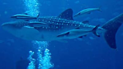 The whale shark at the Atlantis hotel aquarium in Dubai.
