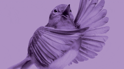 The Arabic word for bird is asfour. Photo: The National