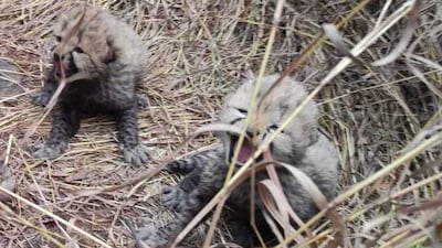 Two of the three cubs born to Namibian cheetah Aasha on December 26 at India's Kuno National Park. Photo: Bhupender Yadav / X