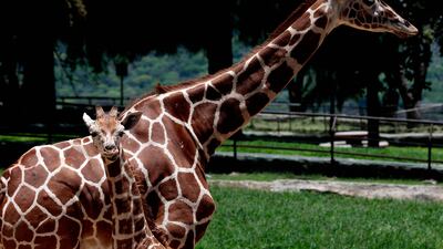 Captive-born reticulated giraffe calf Moana with her mother, at Guadalajara Zoo in Guadalajara, Jalisco state, western Mexico. AFP