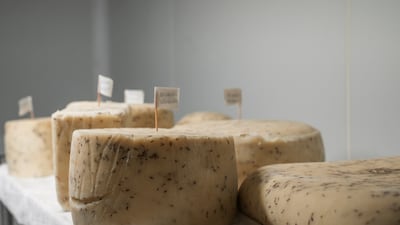 Cheese displayed at Emm el Khayrat factory.